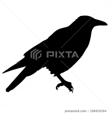 Silhouette bird raven on a white background Silhouette bird raven on a white background 106858164