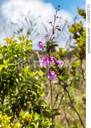 Flower at Aguas Claras waterfall in Vale do Capao, Chapada Diamantina, Palmeiras, Bahia, Brazil Flower at Aguas Claras waterfall in Vale do Capao, Chapada Diamantina, Palmeiras, Bahia, Brazil 106858715