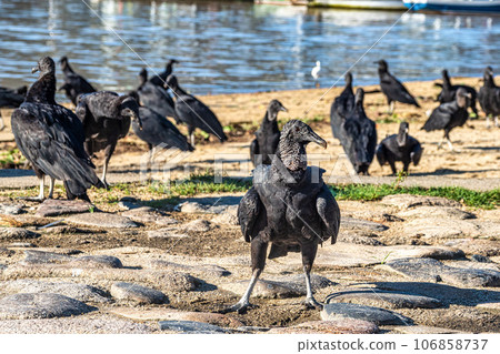 Black vultures at the beach of the colonial city of Paraty, Rio de Janeiro, Brazil. Black vultures at the beach of the colonial city of Paraty, Rio de Janeiro, Brazil. 106858737