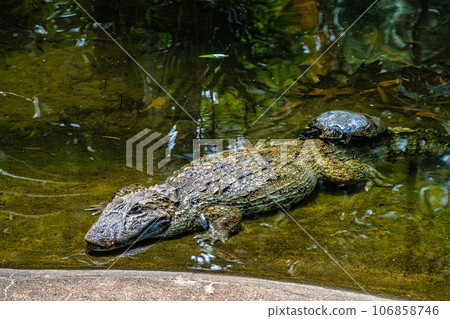Broad-snouted caiman, Caiman latirostris in Iguazu National park, Foz do Iguacu, Parana State, Brazil Broad-snouted caiman, Caiman latirostris in Iguazu National park, Foz do Iguacu, Parana State, Brazil 106858746