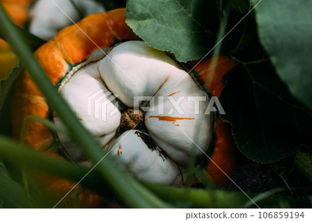 Turban pumpkin closeup in the garden. Big beautiful decorative pumpkin grown on a farm. Organic food. Turban pumpkin closeup in the garden. Big beautiful decorative pumpkin grown on a farm. Organic food. 106859194