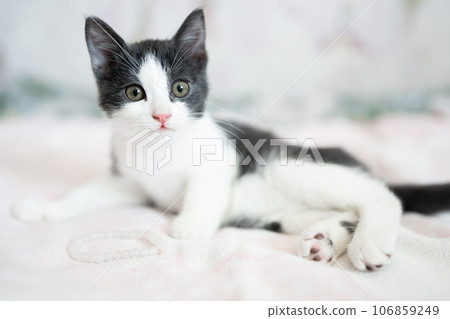 Cute little grey and white kitten sitting on sofa. Young cute little kitty at home. Cute funny home pets. Domestic animal and young kittens Cute little grey and white kitten sitting on sofa. Young cute little kitty at home. Cute funny home pets. Domestic animal and young kittens 106859249