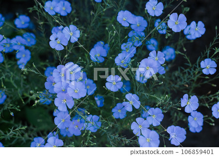 Beautiful blue flax flowers in summer on a garden bed 106859401