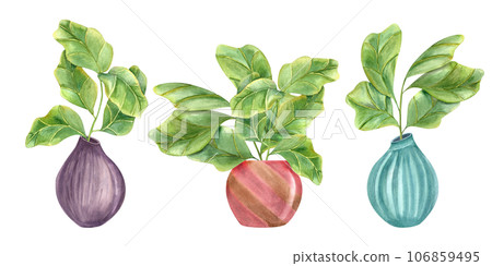 Ficus lyrata in colored ceramic pots. Stylish plant with huge green leaves. Houseplants with fiddle leaf fig, interior decor, design element for modern room. Watercolor illustration 106859495