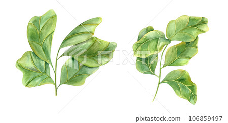Ficus lyrata branch. Stylish plant with huge green leaves. Houseplants with fiddle leaf fig, interior decor, design element for modern room. Watercolor illustration for book, magazines, logo, label 106859497