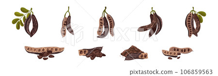 Carob Plant Pod as Natural Sweetener Plant Vector Set 106859563