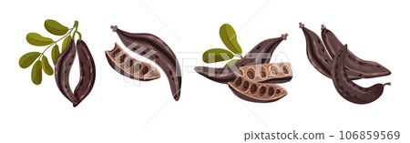 Carob Plant Pod as Natural Sweetener Plant Vector Set 106859569