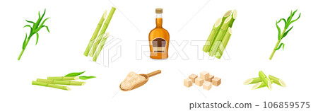 Sugar Cane Green Plant Stem with Leaf and Rum Bottle with Granulated Sugar Vector Set Sugar Cane Green Plant Stem with Leaf and Rum Bottle with Granulated Sugar Vector Set 106859575