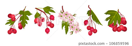 Hawthorn Berry Branches with Red Round Small Pome Fruit Vector Set 106859596