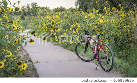 touring gravel bike at dusk on a biking trail with wild sunflowers in Fort Collins, Colorado touring gravel bike at dusk on a biking trail with wild sunflowers in Fort Collins, Colorado 106859639