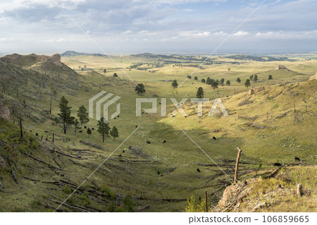 late summer scenery of a valley in Nebraska National Forest near Chadron with a cattle 106859665