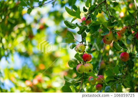 Apples on a tree in the form of a background. Autumn red apples on apple trees Apples on a tree in the form of a background. Autumn red apples on apple trees 106859725