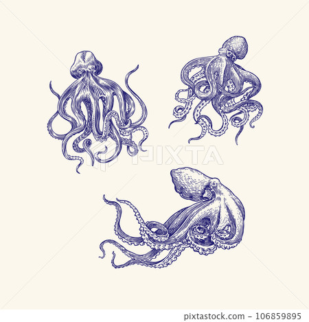 Sea octopus. Engraved hand drawn in old sketch, vintage creature. Nautical or marine, monster 106859895