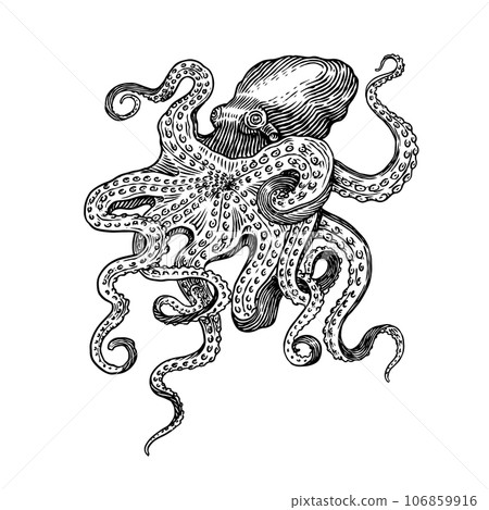 Sea octopus. Engraved hand drawn in old sketch, vintage creature. Nautical or marine, monster 106859916