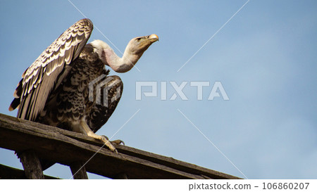 Large adult vulture sitting against the sky 106860207