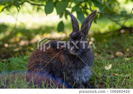 Black rabbit on green grass eat grass. Rabbit with big ears walking in the garden on the lawn. There is a free space for texter in the photo. Black rabbit on green grass eat grass. Rabbit with big ears walking in the garden on the lawn. There is a free space for texter in the photo. 106860488