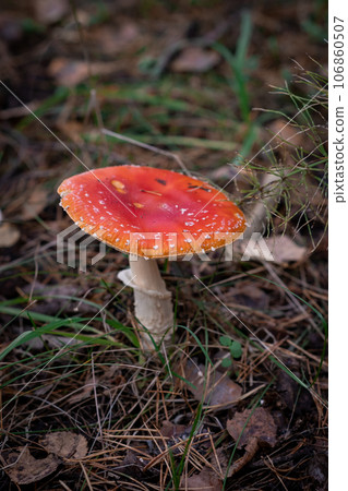 Inedible, poisonous mushroom is a red fly agaric. Beautiful forest background with a red mushroom close-up.  106860507