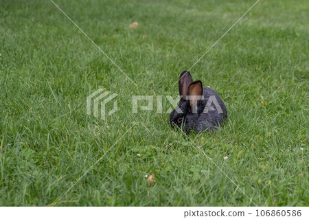 Black rabbit on green grass eat grass. Rabbit with big ears walking in the garden on the lawn. There is a free space for texter in the photo. Black rabbit on green grass eat grass. Rabbit with big ears walking in the garden on the lawn. There is a free space for texter in the photo. 106860586