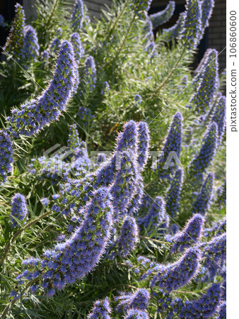 Echium candicans flower pattern Echium candicans flower pattern 106860600