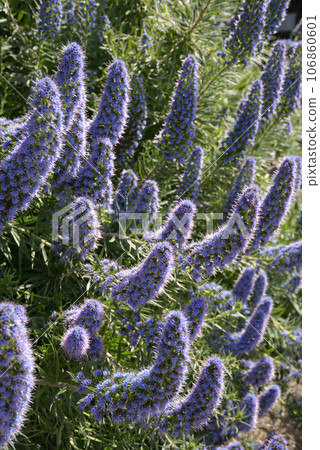Echium candicans 花卉圖案 Echium candicans 花卉圖案 106860601