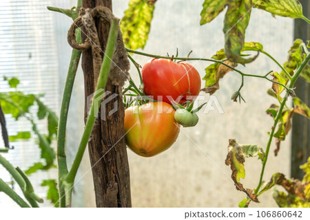 Tomatoes ripen on a branch in a greenhouse. Tomatoes ripen on a branch in a greenhouse. 106860642