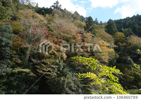 Kaohsiung in autumn, Ukyo Ward, Kyoto City Kaohsiung in autumn, Ukyo Ward, Kyoto City 106860789