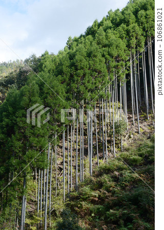 Kitayama cedar Kitayama cedar 106861021