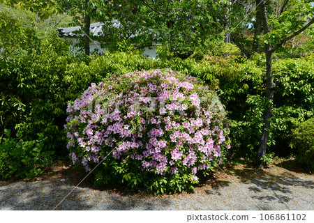 Negoroji Temple Azalea in the precincts Iwade City, Wakayama Prefecture 106861102