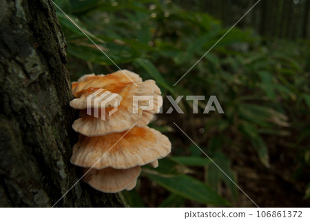 A large mushroom found in the deep forest A large mushroom found in the deep forest 106861372