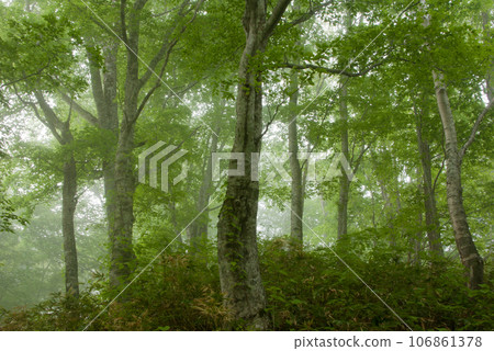 寧靜的春天山毛櫸林中，晨霧籠罩著一個神秘的世界。 106861378