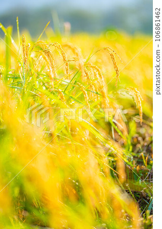 [Autumn material] Ears of rice covered in morning dew [Nagano Prefecture] 106861462