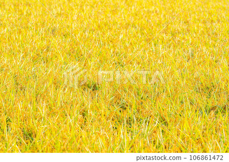 [Autumn material] Ears of rice covered in morning dew [Nagano Prefecture] 106861472