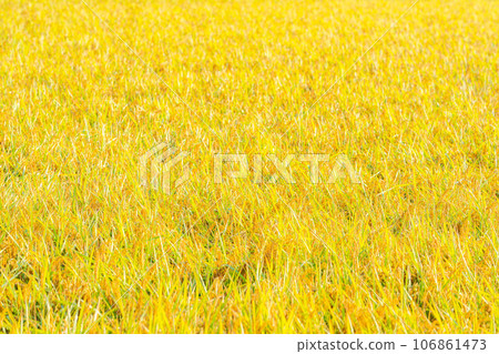[Autumn material] Ears of rice covered in morning dew [Nagano Prefecture] 106861473