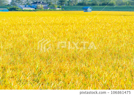 [Autumn material] Ears of rice covered in morning dew [Nagano Prefecture] 106861475
