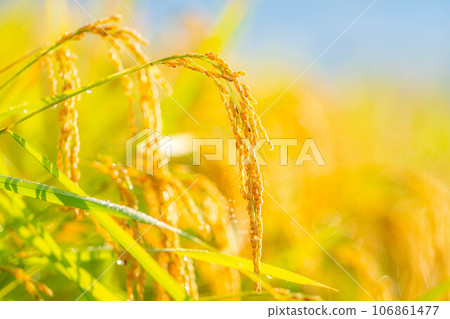 [秋天素材] 晨露覆蓋的稻穗[長野縣] 106861477