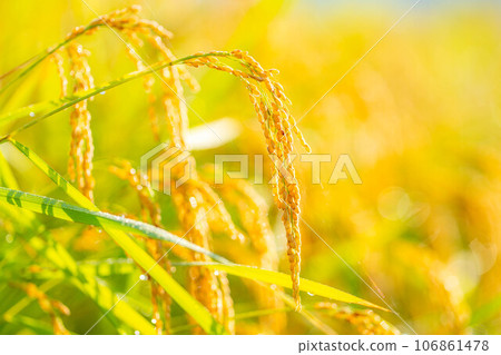 [Autumn material] Ears of rice covered in morning dew [Nagano Prefecture] 106861478