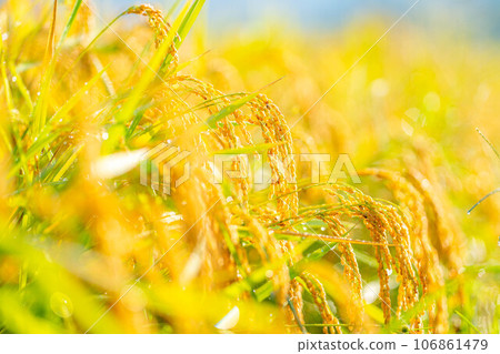 [秋天素材] 晨露覆蓋的稻穗[長野縣] 106861479