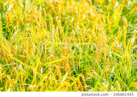 [秋天素材] 晨露覆蓋的稻穗[長野縣] 106861485