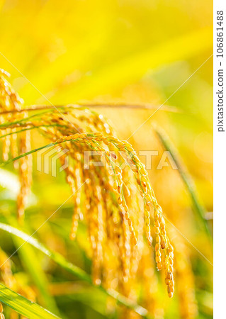 [Autumn material] Ears of rice covered in morning dew [Nagano Prefecture] 106861488