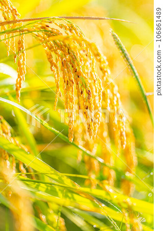 [Autumn material] Ears of rice covered in morning dew [Nagano Prefecture] 106861489