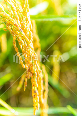 [Autumn material] Ears of rice covered in morning dew [Nagano Prefecture] 106861496