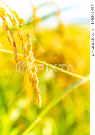 [Autumn material] Ears of rice covered in morning dew [Nagano Prefecture] 106861497