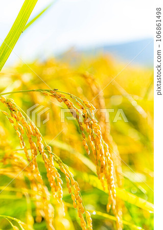 [Autumn material] Ears of rice covered in morning dew [Nagano Prefecture] 106861498