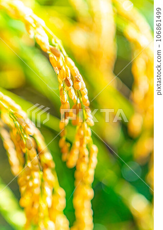 [Autumn material] Ears of rice covered in morning dew [Nagano Prefecture] 106861499