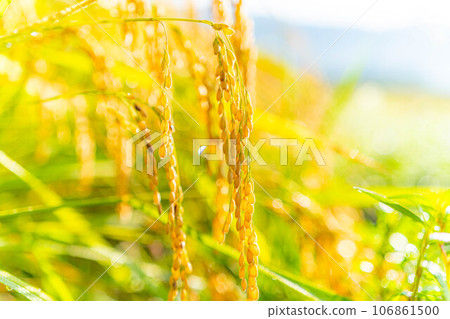 [秋天素材] 晨露覆蓋的稻穗[長野縣] 106861500