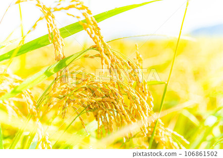 [Autumn material] Ears of rice covered in morning dew [Nagano Prefecture] 106861502
