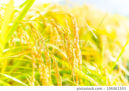 [Autumn material] Ears of rice covered in morning dew [Nagano Prefecture] 106861503