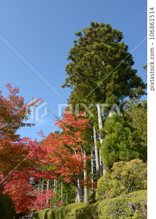 高野山金剛峰寺，和歌山縣高野町風箱路上的秋葉 106861514