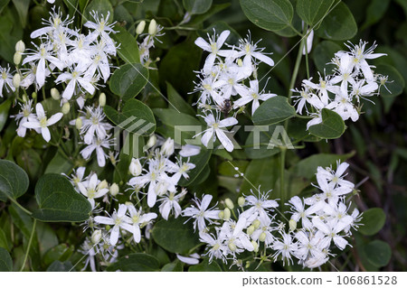 圓錐鐵線蓮 106861528