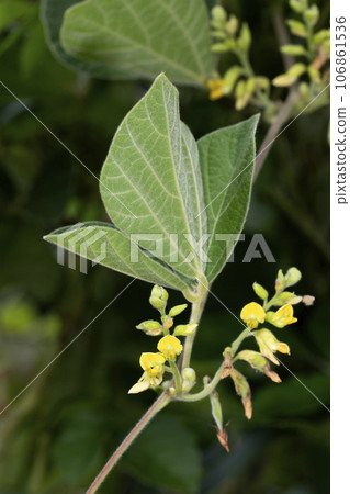 Tokiri豆 Tokiri豆 106861536